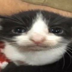 backstreet bounce uhh coil phight phighting night phunkin robloc idk