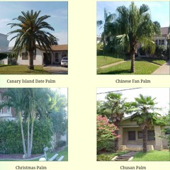 copiage de felt - evergreen dazed