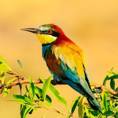 Türkiye'nin Arı Kuşu