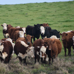 Ricardo Freire - Mercado ganadero