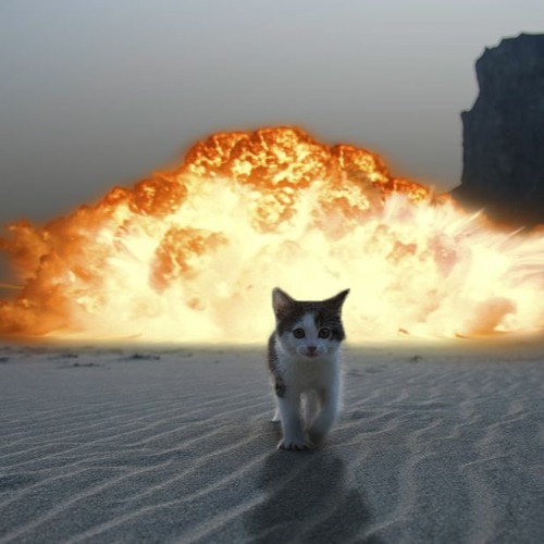 Bouncing Seals And Popping Cat Ultimate
