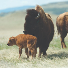 COSMIC DREAM CLUB - Bison Country