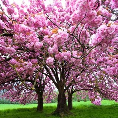 Niamor - Dessine Moi Une Ambiance Chill