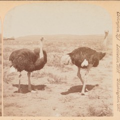 The Indignant Desert Birds