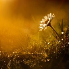 A Flower's Day