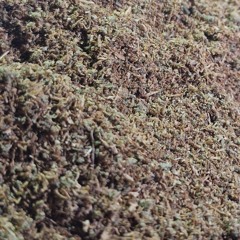 Geiler Mix