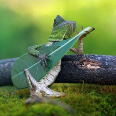 Pura Vida Awakening