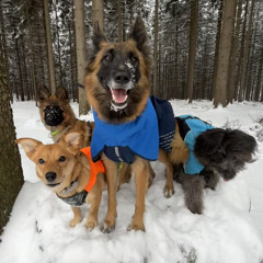 GangTeam