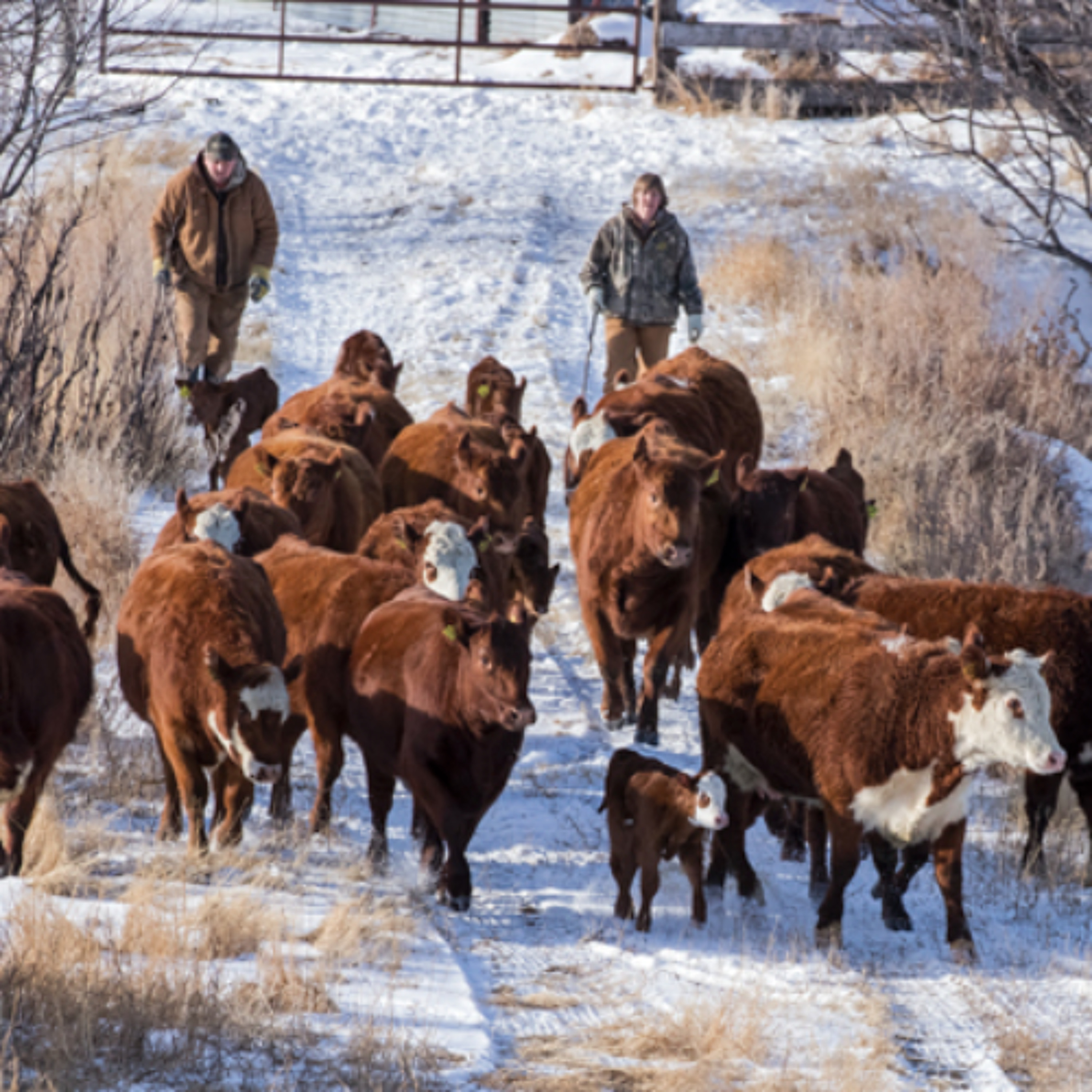 Canadian Cattle Association won’t support new federal livestock traceability rules