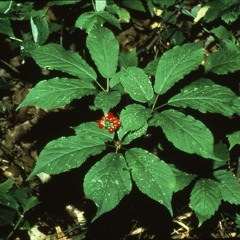 Ginseng Gravy