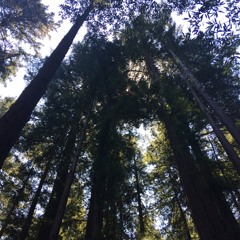 Songs and Whispers - II. Scherzo