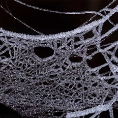 Web.deW