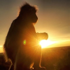 Ýoung n Free (prodchxsenn)