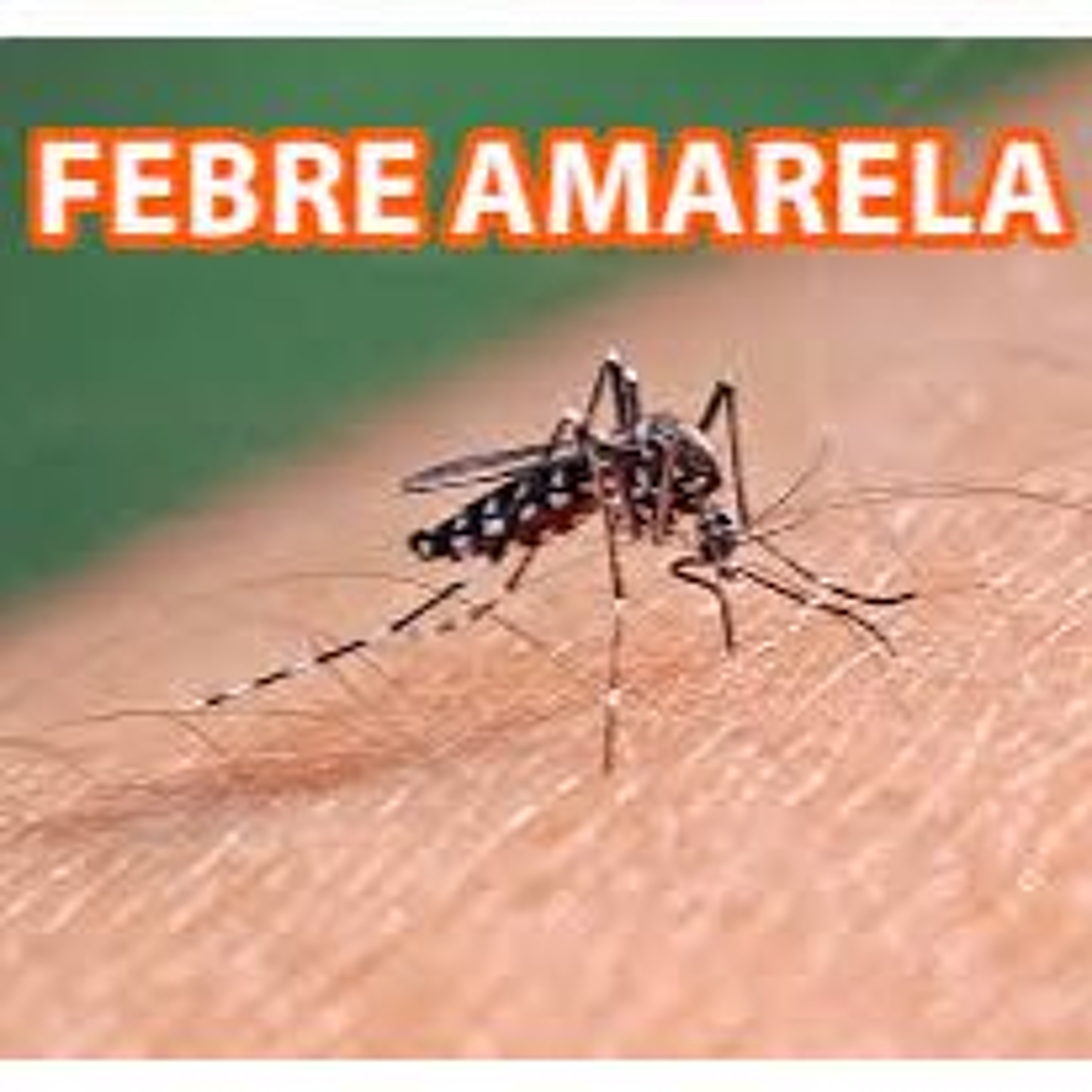 22.04.2026 = CUIDADO COM A FEBRE AMARELA = PREVINA-SE episode artwork