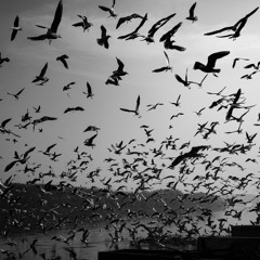 ANGRY  BIRDS  --  1