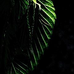 Deep in the Forest a Voice Calls Me Into Song