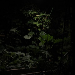 NOCTURNE