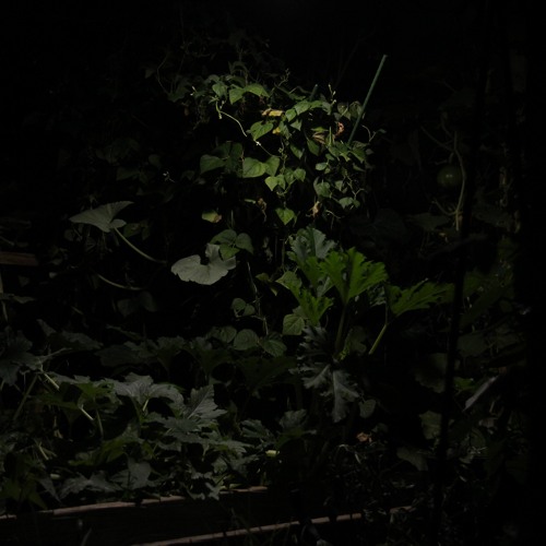NOCTURNE