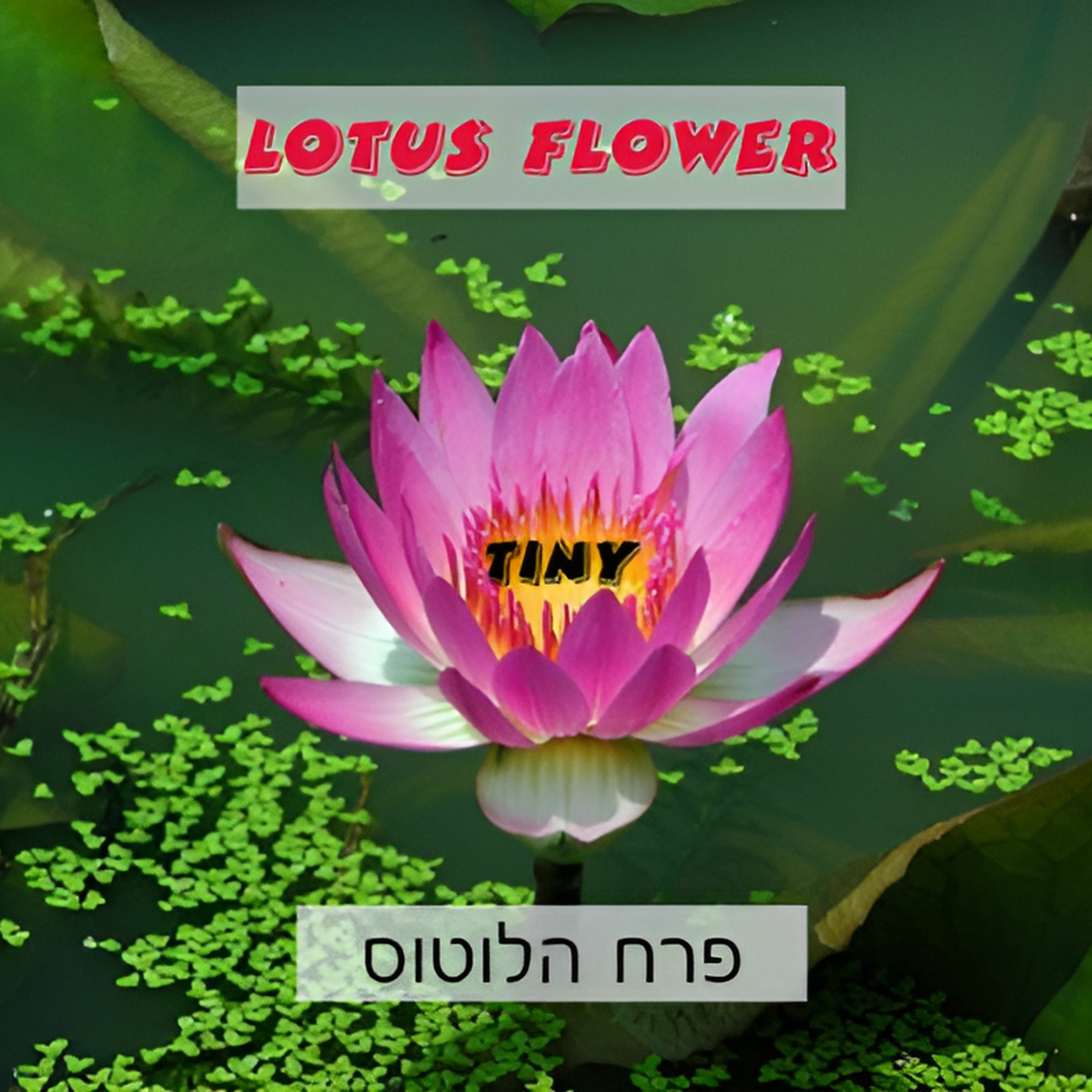 Lotus Flower - פרח הלוטוס episode artwork