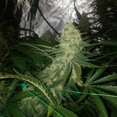 Shiva