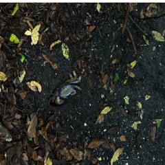 GimmeDatGrounding