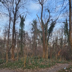 15032023_Dedinje_Birds