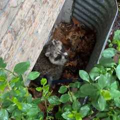 AAAC Wildlife Removal of Denver - Raccoon Removal Denver