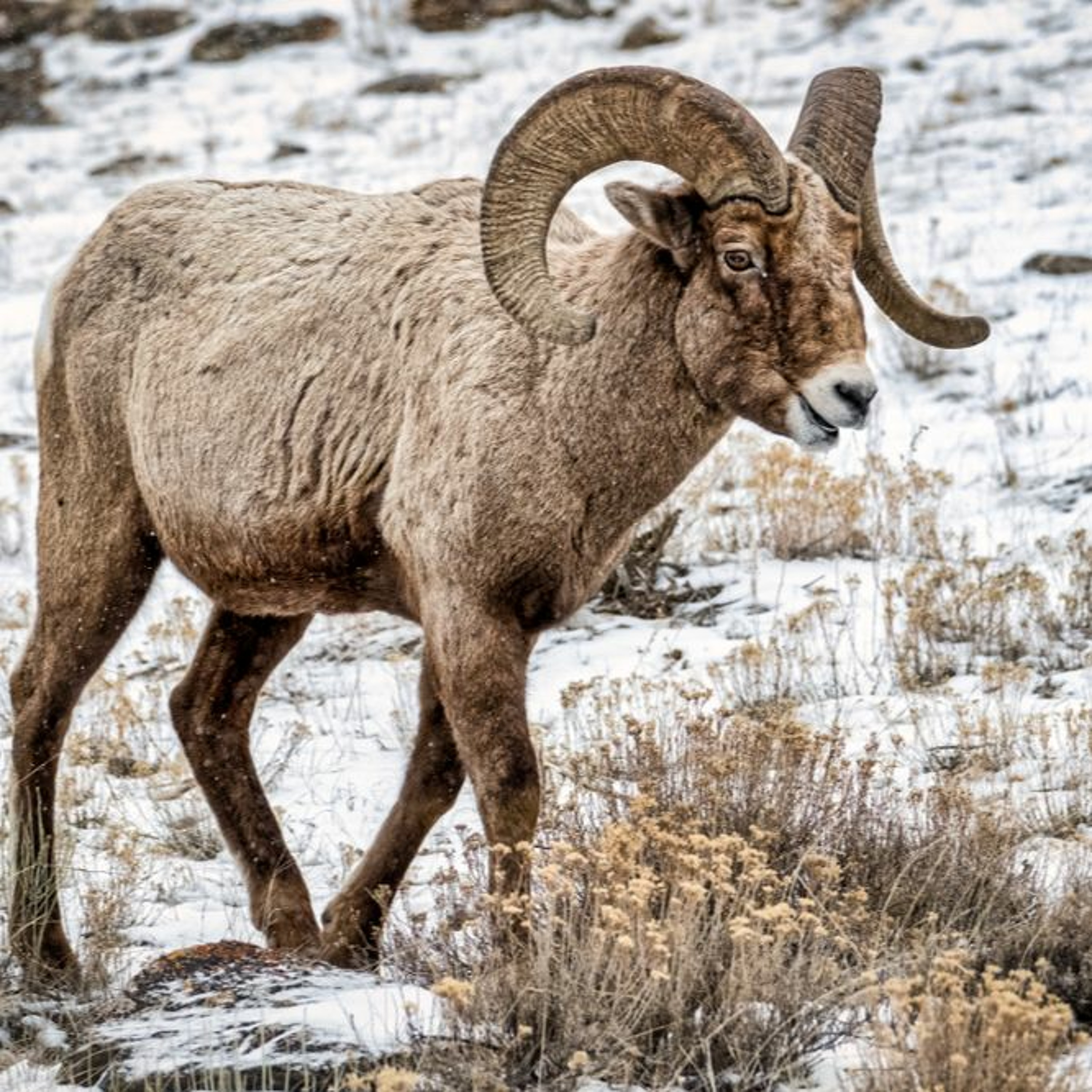 'A Sacred Animal:' Skiers and Conservationists Search for Compromise over Backcountry Terrain episode artwork