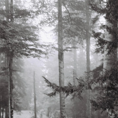 Soft Creeks
