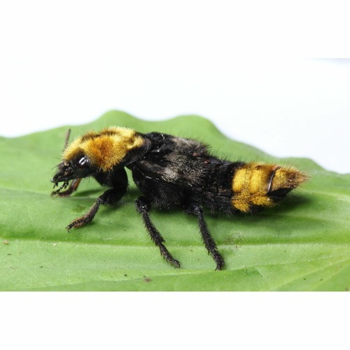 hk_calm-steady_tracks_419