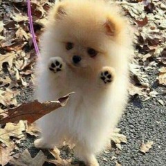 Пошлая Молли - Буду твои пёсиком (nightcore & speed up)