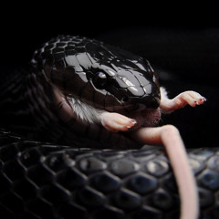 SLIMEY DUDE FT. MØNTANA RUGGA MACKAVELLI (VIDEO IN DESCRIPTION)