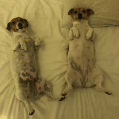 Flatanchovie 1