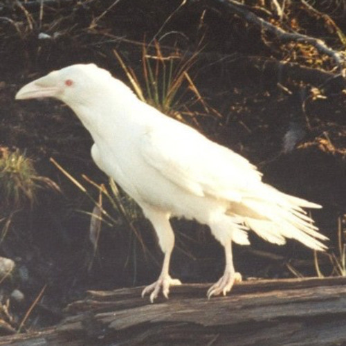 they_don’t_understand_u