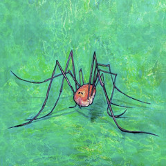 Daddy Long Legs