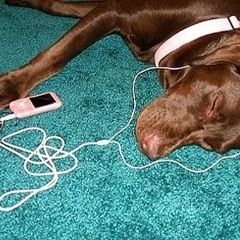 💽