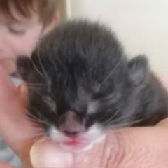 soft kitty warm kitty acoustic acapella