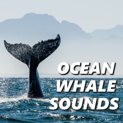 Sunset Whale Sounds