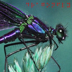 dragonfly (original mix)