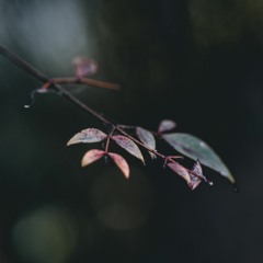 The Waiting One (All That Remains)