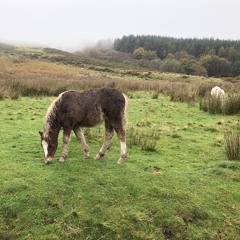 Root Beer Rag MASTER