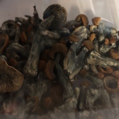 🖤