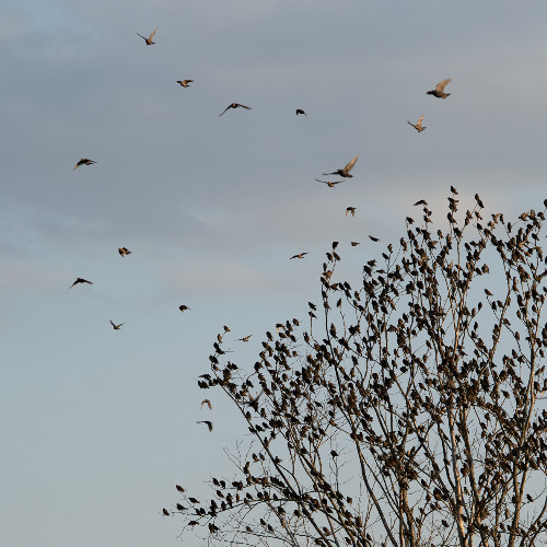 Starling murmuration