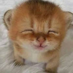Failed Feline