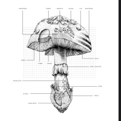 untitled & unfinished sketches I never shared