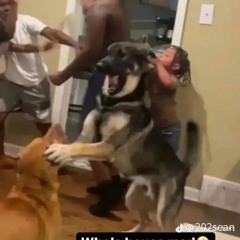 The Free Encyclopedia 2