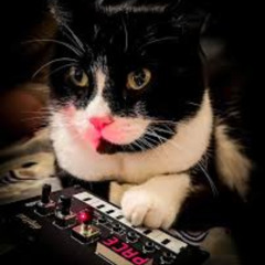 cat synth