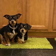 Cellus- Born a Winner ( prod by Trappaganza ).mp3