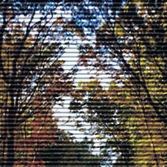 godceleste - foliage