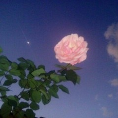 bloom ft. Lindsey Damis